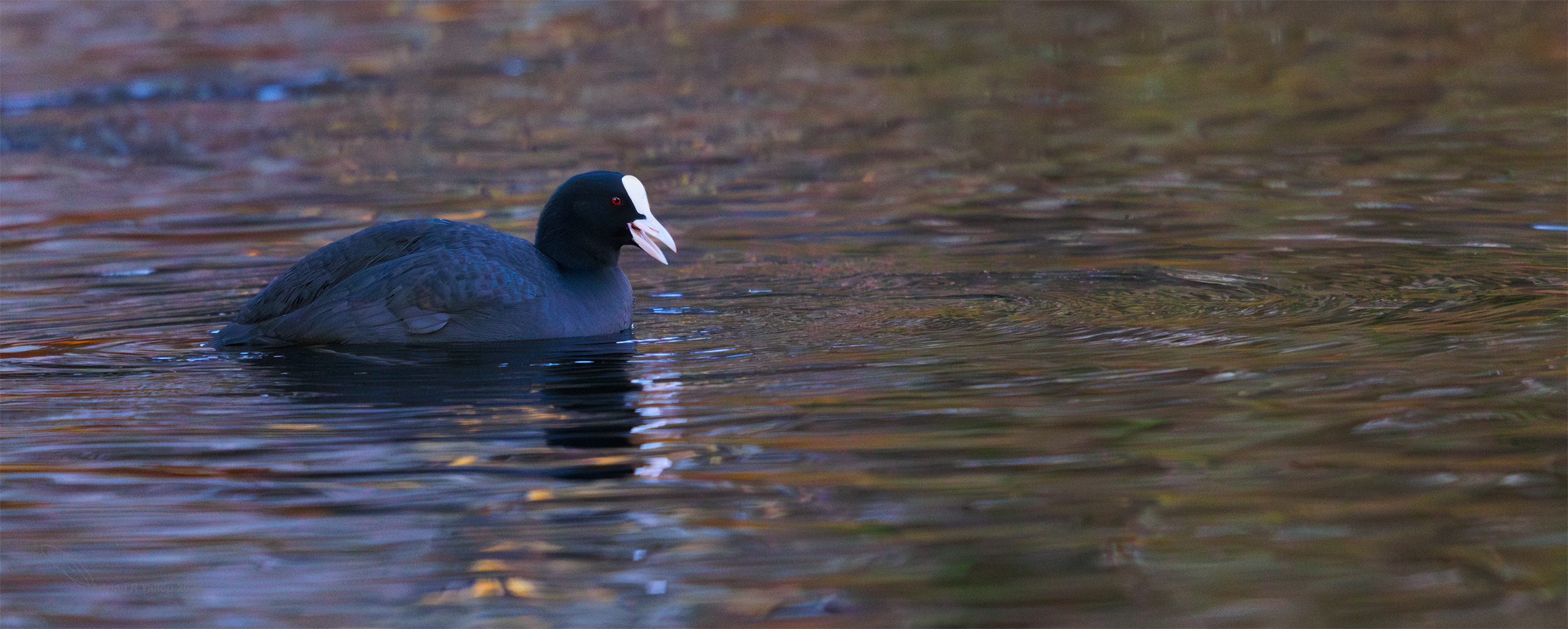 Fulica atra